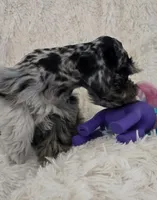 Roxy, a female Miniature Schnauzer for sale in Kit Carson, CO – 6 of 10