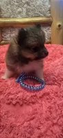 Gucci, a female Pomeranian for sale in Kit Carson, CO – 10 of 10