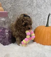 Juliet, a female Poodle - Toy  for sale in Kit Carson, CO – 10 of 10