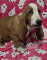 Dolly, a female Basset Hound for sale in Kit Carson, CO – 8 of 10