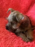 Schatzie, a female Miniature Schnauzer for sale in Kit Carson, CO – 9 of 10