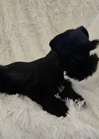 Pepper, a female Miniature Schnauzer for sale in Kit Carson, CO – 8 of 10