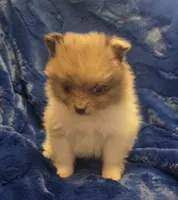 Rockit, a male Pomeranian for sale in Kit Carson, CO – 10 of 10