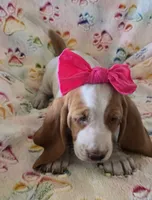 Heartly, a female Basset Hound for sale in Kit Carson, CO – 2 of 8