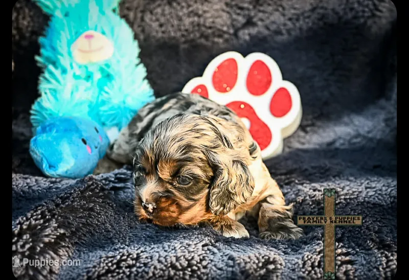 Milo – Cocker Spaniel puppy for sale in Kit Carson, CO