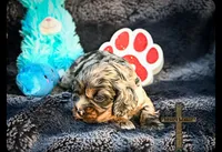 Milo, a male Cocker Spaniel for sale in Kit Carson, CO – 1 of 5