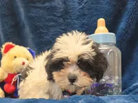 Banjo, a male Shichon for sale in Kit Carson, CO – 8 of 10