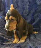 Fred, a male Basset Hound for sale in Kit Carson, CO – 3 of 7