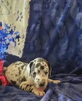 Zeus, a male Great Dane for sale in Kit Carson, CO – 2 of 10