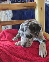 Atlas, a male Great Dane for sale in Kit Carson, CO – 8 of 10