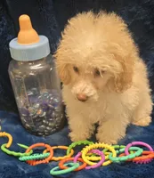 Alfredo, a male Poodle - Toy  for sale in Kit Carson, CO – 8 of 8
