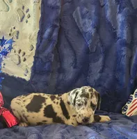 Atlas, a male Great Dane for sale in Kit Carson, CO – 6 of 10