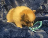Oso, a male Pomeranian for sale in Kit Carson, CO – 5 of 8