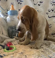 Henry, a male Basset Hound for sale in Kit Carson, CO – 5 of 7