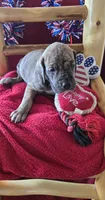 Dakota, a female Great Dane for sale in Kit Carson, CO – 5 of 10