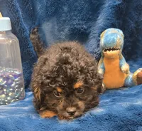 Felix, a male Peekapoo for sale in Kit Carson, CO – 3 of 9