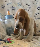 Henry, a male Basset Hound for sale in Kit Carson, CO – 4 of 7