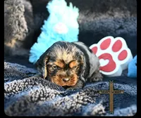 Oliver, a male Cocker Spaniel for sale in Kit Carson, CO – 2 of 3