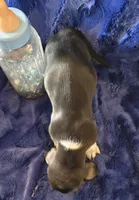 Waylon, a male Basset Hound for sale in Kit Carson, CO – 9 of 9