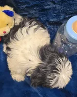 Banjo, a male Shichon for sale in Kit Carson, CO – 5 of 10