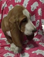 Dolly, a female Basset Hound for sale in Kit Carson, CO – 5 of 10