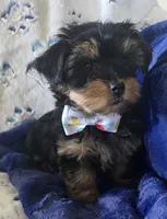 Fonzi, a male Yorkshire Terrier for sale in Kit Carson, CO – 8 of 10