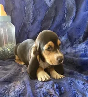 Fred, a male Basset Hound for sale in Kit Carson, CO – 2 of 7