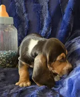 Waylon, a male Basset Hound for sale in Kit Carson, CO – 4 of 9