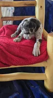 Atlas, a male Great Dane for sale in Kit Carson, CO – 10 of 10