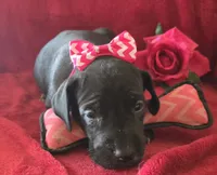 Ebony, a female Great Dane for sale in Kit Carson, CO – 5 of 10