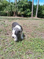 What You Decide To Call Him, a male American Bully for sale in Naples, FL – Photo 5 of 5