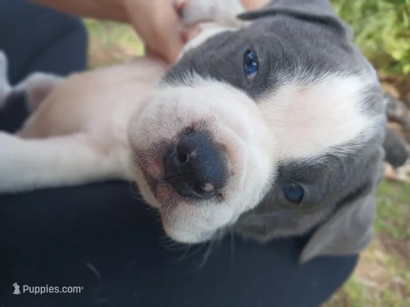 What You Decide To Call Him – American Bully puppy for sale in Naples, FL