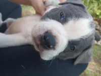 What You Decide To Call Him, a male American Bully for sale in Naples, FL – Photo 1 of 5