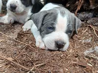 What You Decide To Call Him, a male American Bully for sale in Naples, FL – Photo 2 of 5