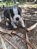 What You Decide To Call Him, a male American Bully for sale in Naples, FL – Photo 4 of 5