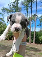 What You Decide To Call Him, a male American Bully for sale in Naples, FL – Photo 3 of 5