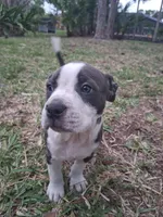 Little girl, a female American Bully for sale in Naples, FL – Photo 2 of 4