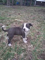 Little girl, a female American Bully for sale in Naples, FL – Photo 4 of 4
