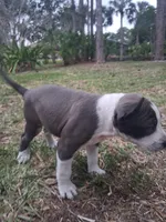 Little girl, a female American Bully for sale in Naples, FL – Photo 3 of 4