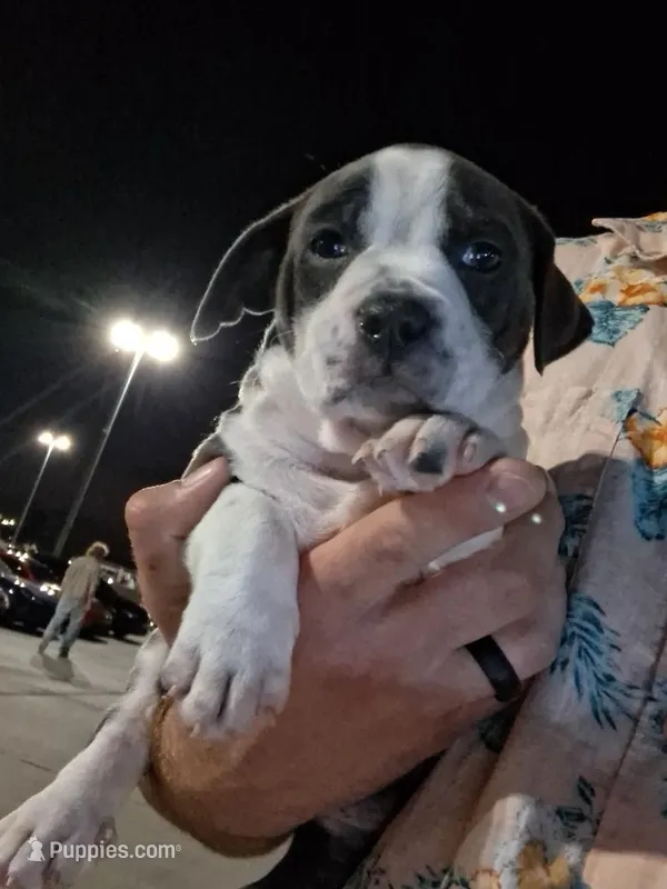 Little girl – American Bully puppy for sale in Naples, FL