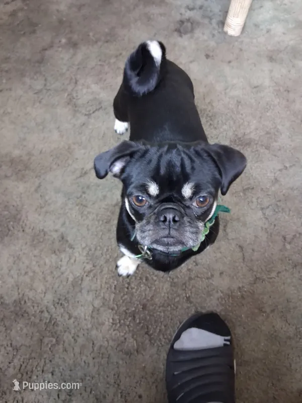 Nevaeh – Pug puppy for sale in Mims, FL