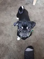 Nevaeh, a female Pug for sale in Mims, FL – 1 of 4