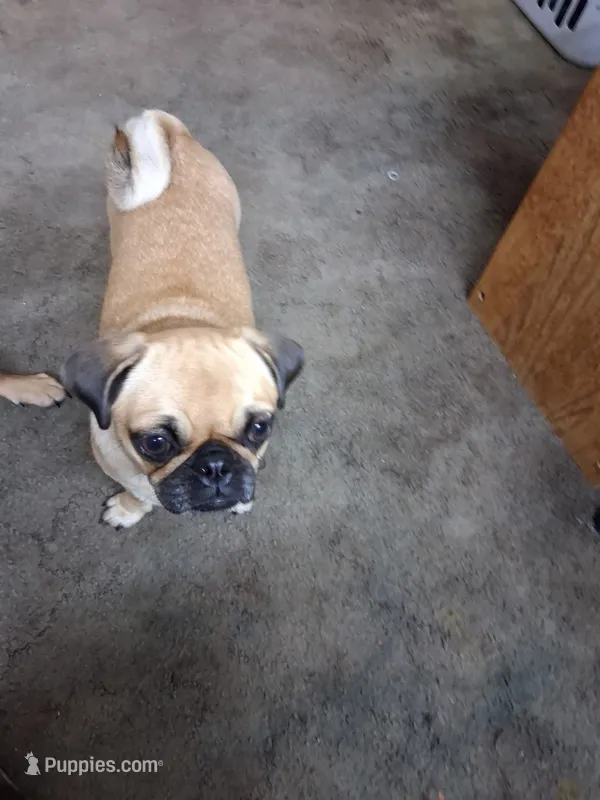 Delilah – Pug puppy for sale in Mims, FL