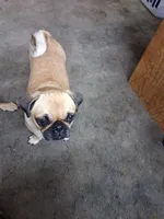 Delilah, a female Pug for sale in Mims, FL – 1 of 4