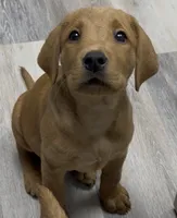 Orange collar, a male Labrador Retriever for sale in Culpeper, VA – 3 of 10