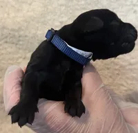 Blue collar , a male Labrador Retriever for sale in Culpeper, VA – 4 of 6