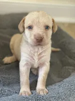 Donald, a male Labrador Retriever for sale in Culpeper, VA – 5 of 8
