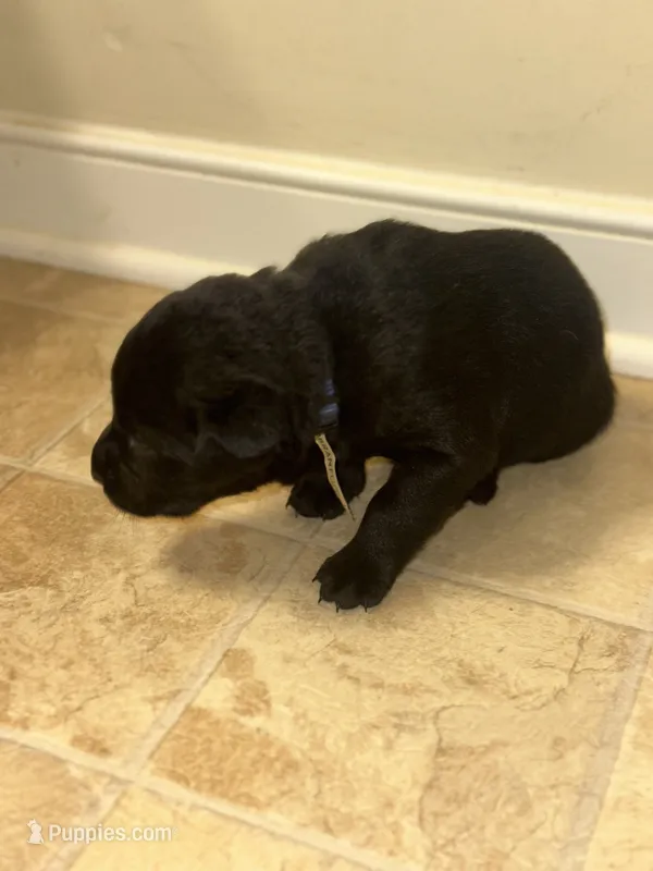 Blue collar  – Labrador Retriever puppy for sale in Culpeper, VA
