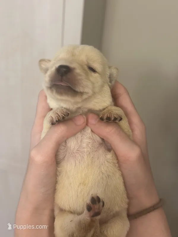 Sunny’s litter – Labrador Retriever puppy for sale in Culpeper, VA