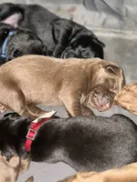 Tan collar, a male Labrador Retriever for sale in Culpeper, VA – 7 of 8